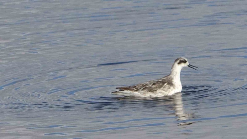 Van Gölü Havzası Göçmen Kuşlarla Renklendi