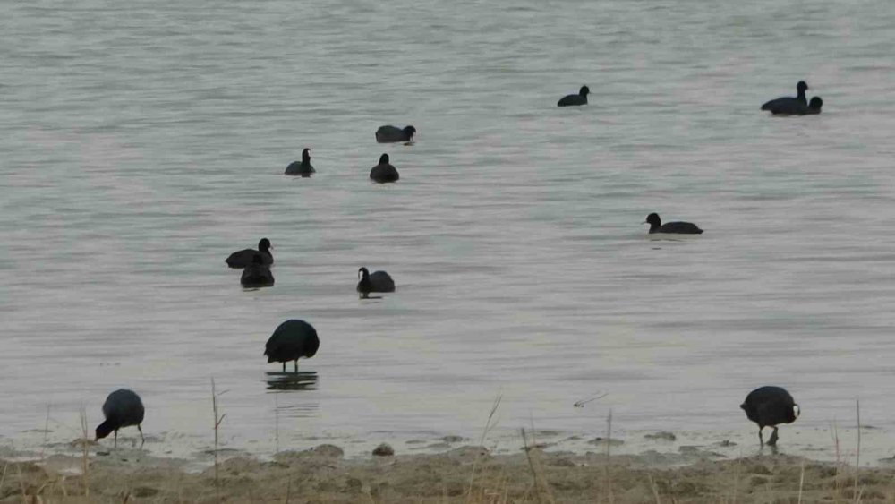Van Gölü Havzası Göçmen Kuşlarla Renklendi