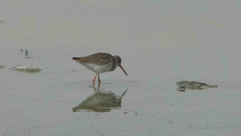Van Gölü Havzası Göçmen Kuşlarla Renklendi