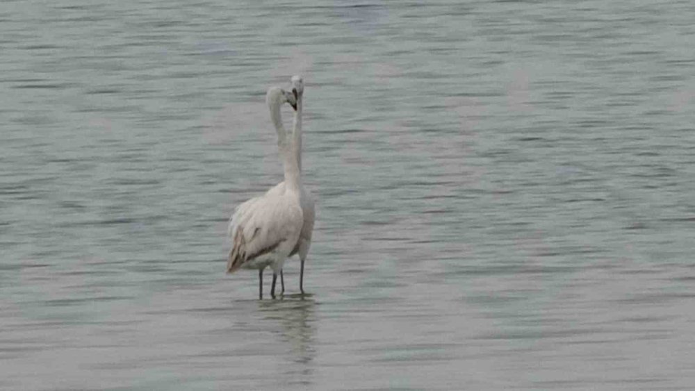 Van Gölü Havzası Göçmen Kuşlarla Renklendi