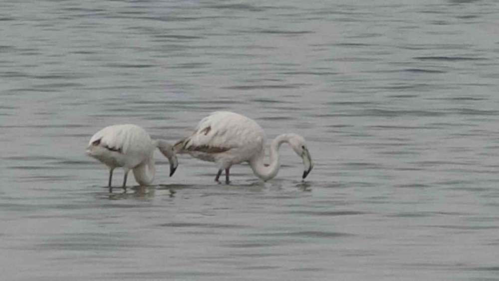 Van Gölü Havzası Göçmen Kuşlarla Renklendi
