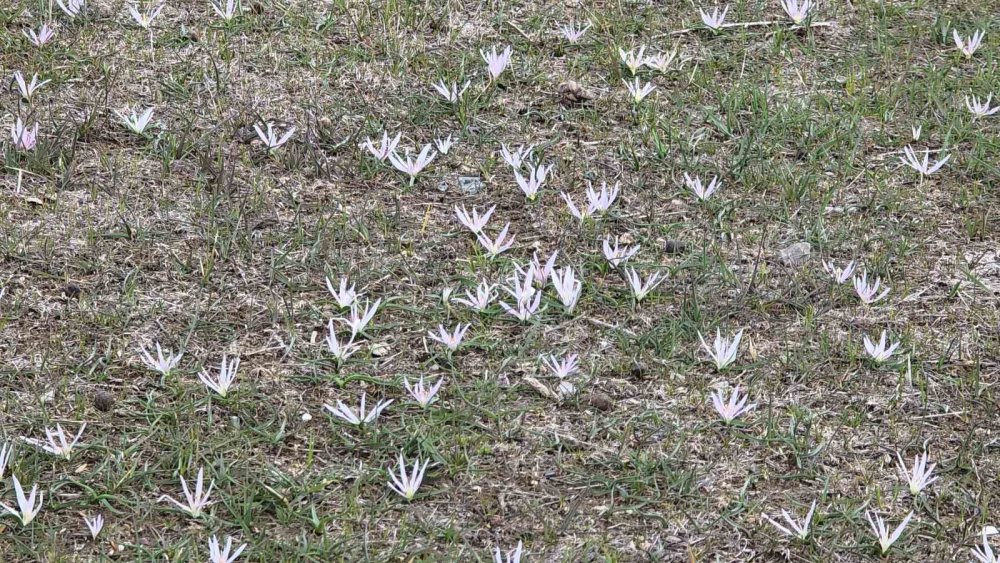 Van’da İki Mevsim Bir Arada: Bir Yanda Bahar, Diğer Yanda Kış