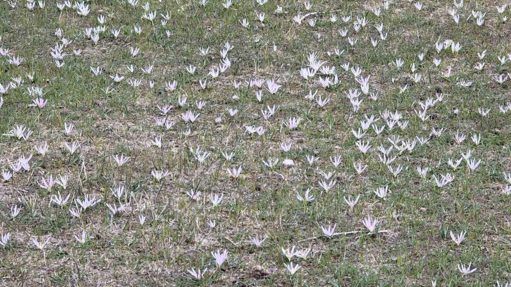 Van’da İki Mevsim Bir Arada: Bir Yanda Bahar, Diğer Yanda Kış