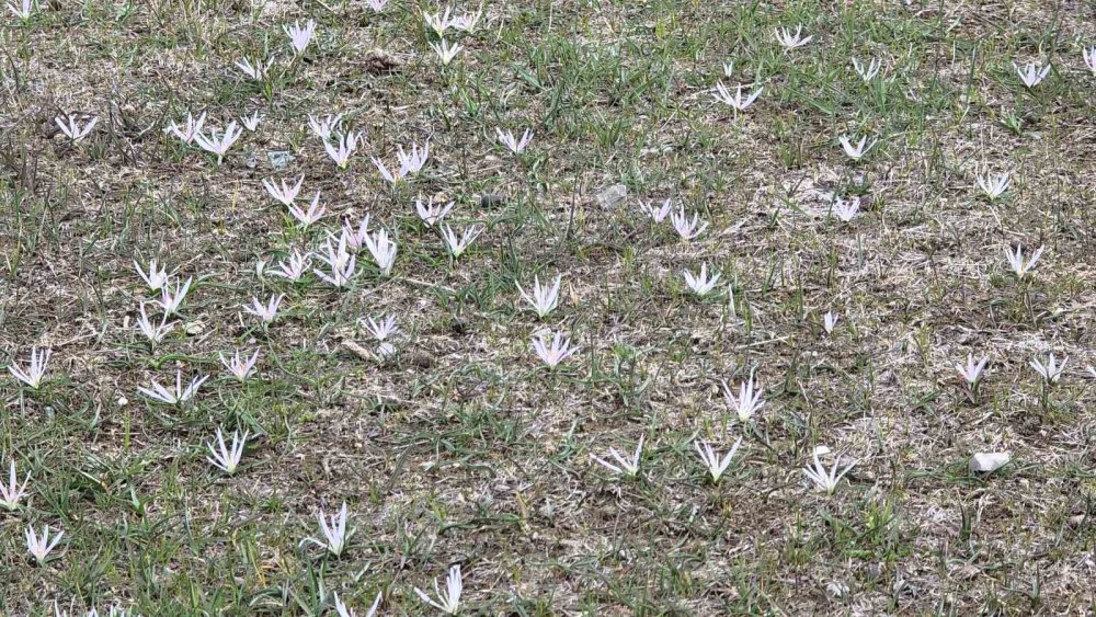 Van’da İki Mevsim Bir Arada: Bir Yanda Bahar, Diğer Yanda Kış