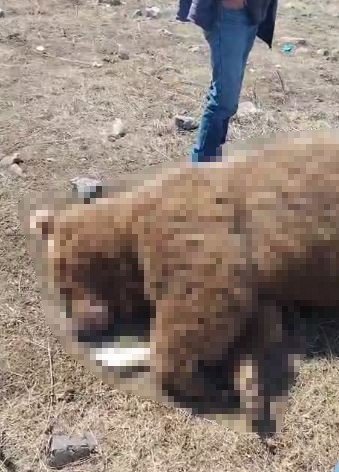 Ardahan Damal'da TIR’ın Çarptığı Ayı Telef Oldu