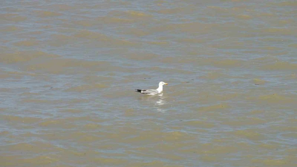 Karadeniz’in Rengi Kahverengiye Döndü