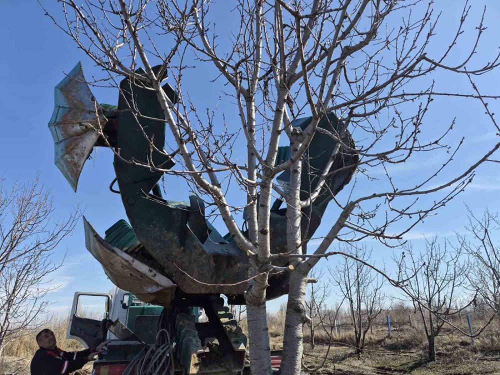 Iğdır’da Ağaçlara İkinci Şans.. 77 Kiraz Ağacı Taşındı, Hepsi Tuttu!