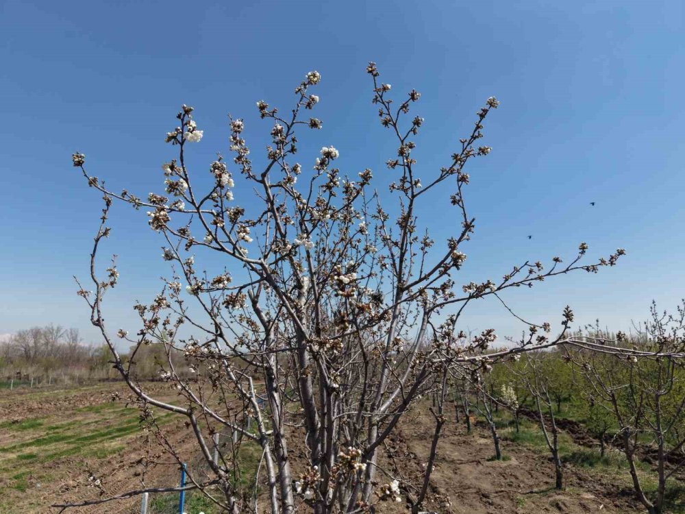Iğdır’da Ağaçlara İkinci Şans.. 77 Kiraz Ağacı Taşındı, Hepsi Tuttu!