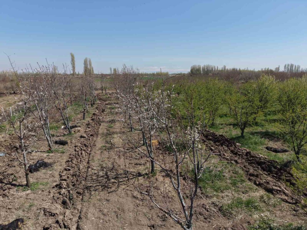 Iğdır’da Ağaçlara İkinci Şans.. 77 Kiraz Ağacı Taşındı, Hepsi Tuttu!