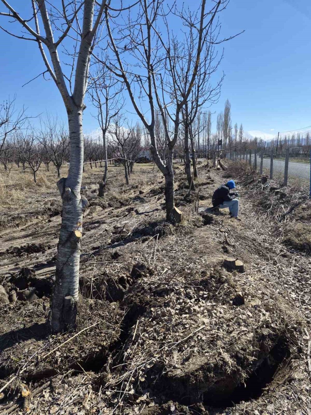 Iğdır’da Ağaçlara İkinci Şans.. 77 Kiraz Ağacı Taşındı, Hepsi Tuttu!