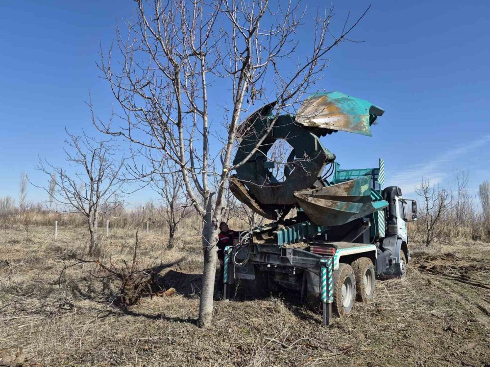 Iğdır’da Ağaçlara İkinci Şans.. 77 Kiraz Ağacı Taşındı, Hepsi Tuttu!