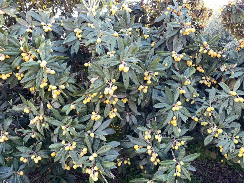 Talep Azalınca Bedava Dağıttı, Poşetini Alan Bahçeye Koştu