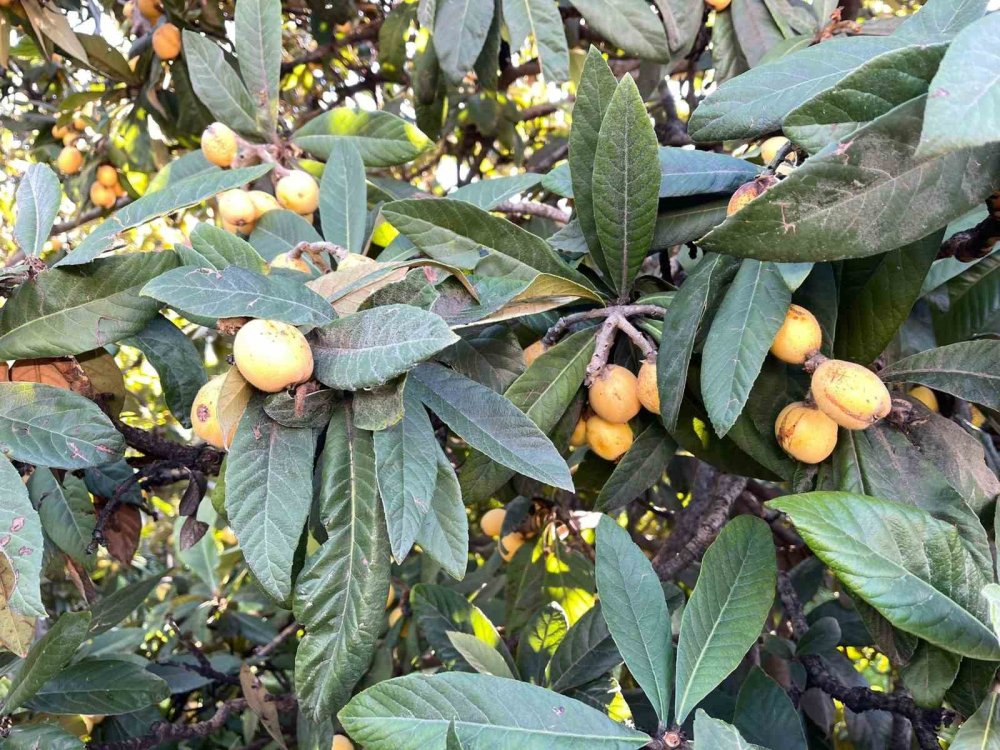 Talep Azalınca Bedava Dağıttı, Poşetini Alan Bahçeye Koştu