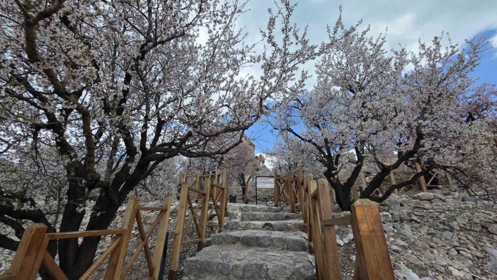 Akdamar Adası’nın Badem Ağaçları Çiçek Açtı