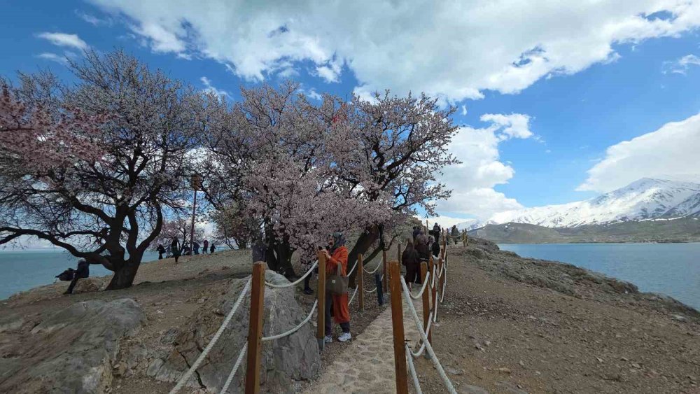 Akdamar Adası’nın Badem Ağaçları Çiçek Açtı