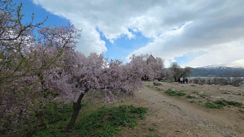 Akdamar Adası’nın Badem Ağaçları Çiçek Açtı