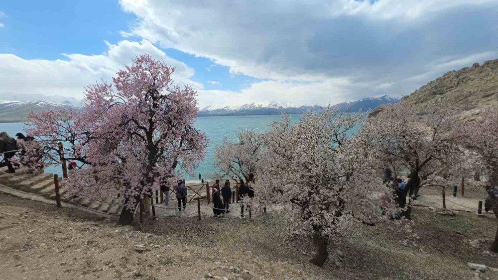 Akdamar Adası’nın Badem Ağaçları Çiçek Açtı