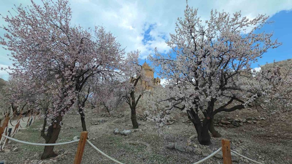 Akdamar Adası’nın Badem Ağaçları Çiçek Açtı