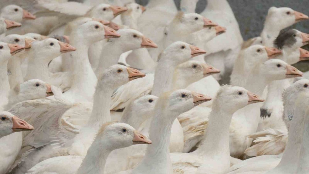 ‘Anadolu Kazı’nda Verim Atağı.. Hedef, Dayanıklı ve Yüksek Verimli Yerli Irk!