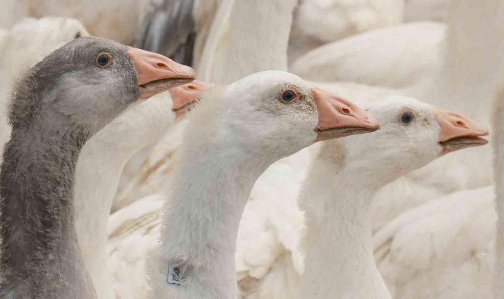 ‘Anadolu Kazı’nda Verim Atağı.. Hedef, Dayanıklı ve Yüksek Verimli Yerli Irk!