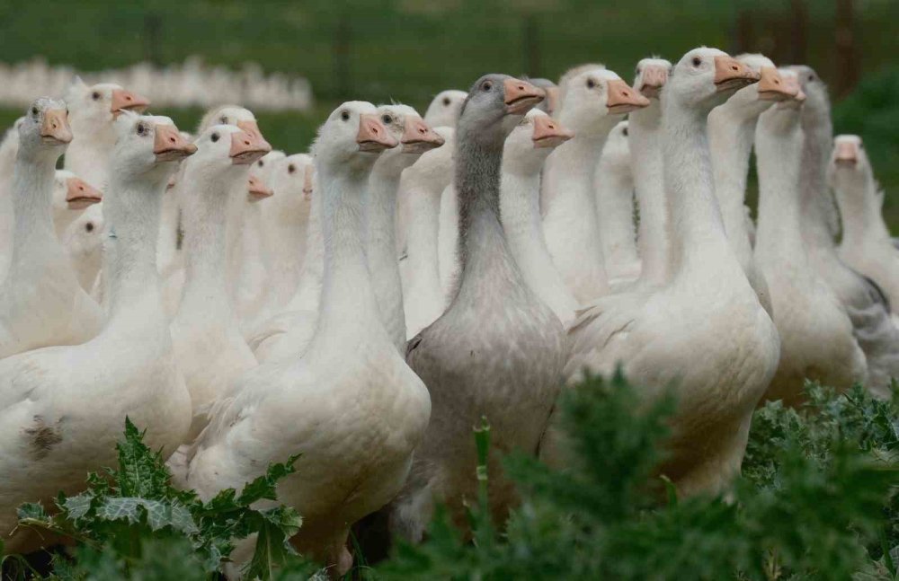 ‘Anadolu Kazı’nda Verim Atağı.. Hedef, Dayanıklı ve Yüksek Verimli Yerli Irk!
