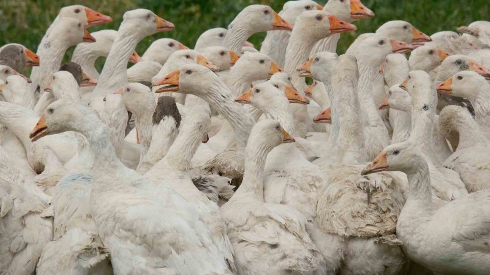 ‘Anadolu Kazı’nda Verim Atağı.. Hedef, Dayanıklı ve Yüksek Verimli Yerli Irk!