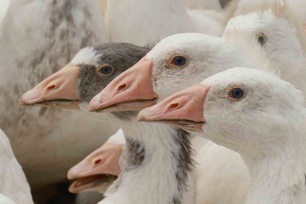 ‘Anadolu Kazı’nda Verim Atağı.. Hedef, Dayanıklı ve Yüksek Verimli Yerli Irk!