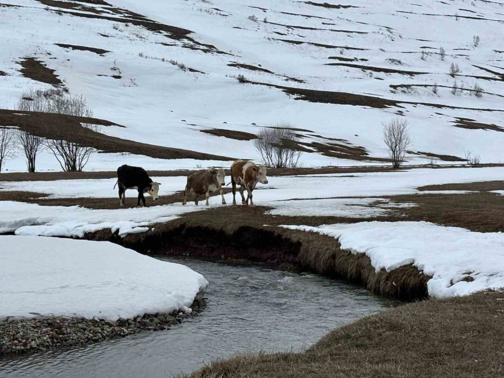 Ardahan’da Uzayan Kış Hayvancılığı Vurdu.. Yem Maliyetleri Katlandı!