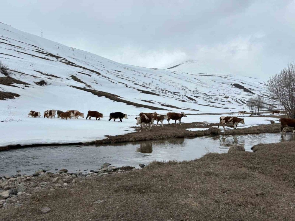 Ardahan’da Uzayan Kış Hayvancılığı Vurdu.. Yem Maliyetleri Katlandı!