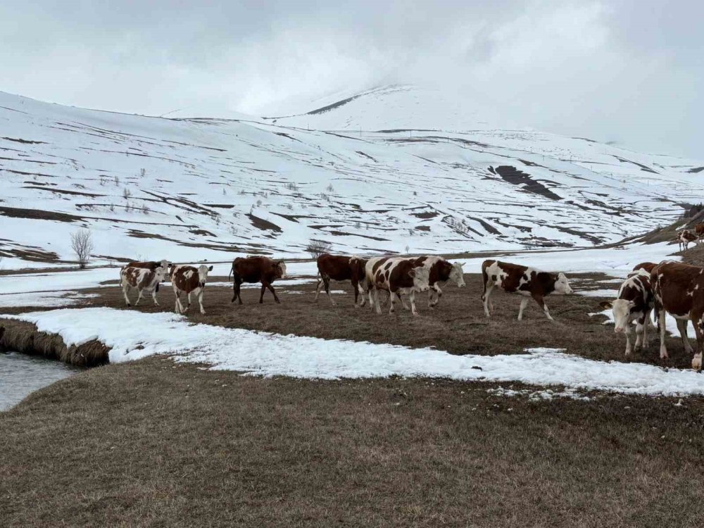 Ardahan’da Uzayan Kış Hayvancılığı Vurdu.. Yem Maliyetleri Katlandı!