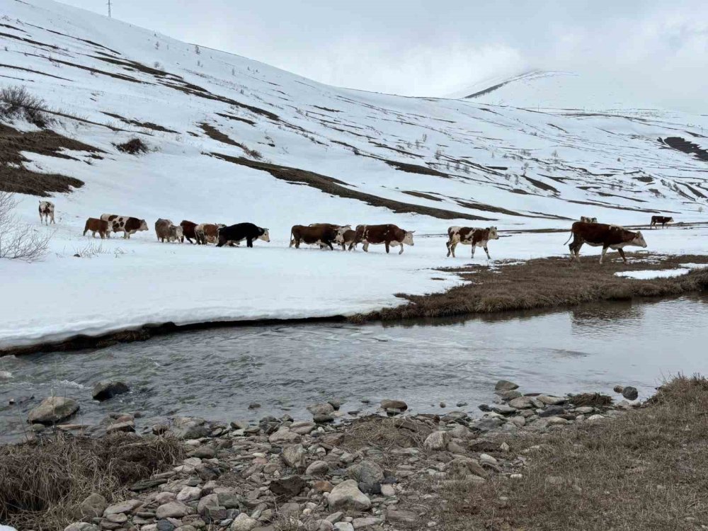Ardahan’da Uzayan Kış Hayvancılığı Vurdu.. Yem Maliyetleri Katlandı!