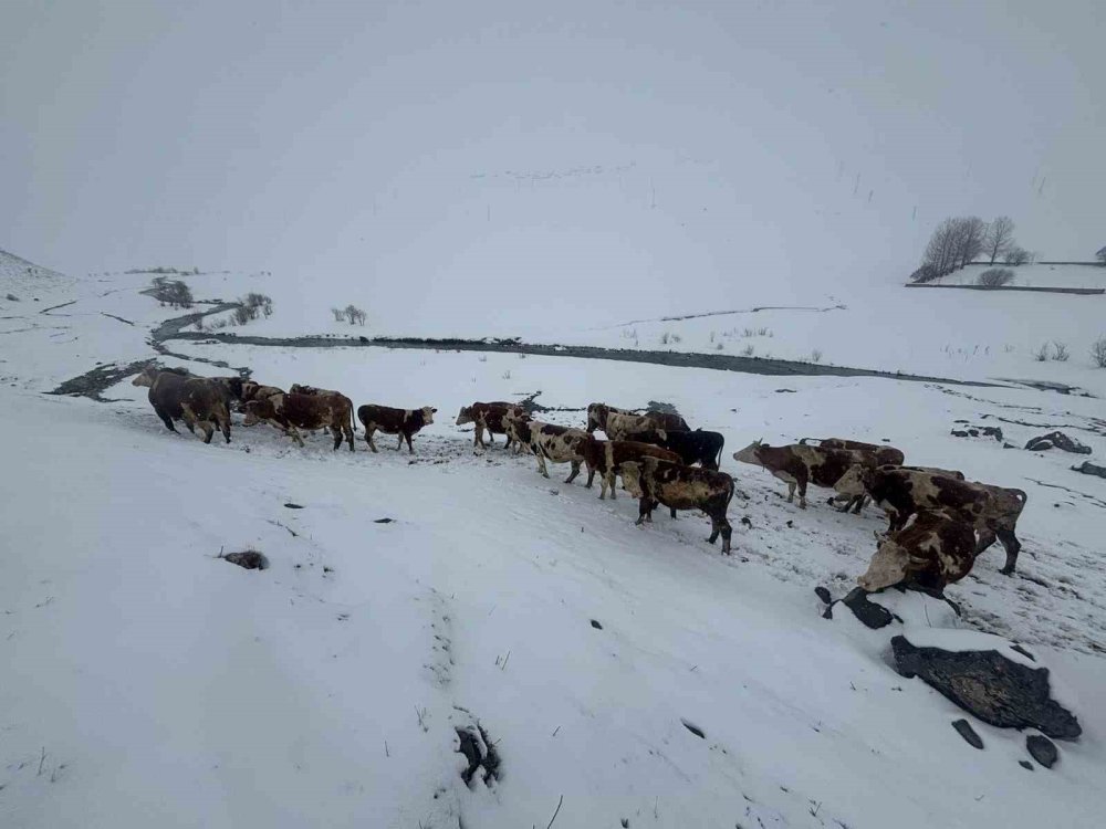 Ardahan’da Uzayan Kış Hayvancılığı Vurdu.. Yem Maliyetleri Katlandı!