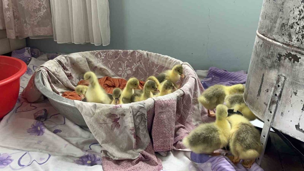 Bahar Gecikti, Kazlar Geç Kuluçkaya Yattı.. Köylerde Heyecan Arttı!