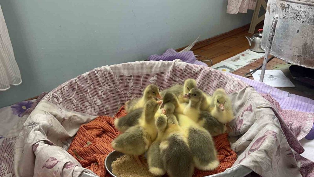 Bahar Gecikti, Kazlar Geç Kuluçkaya Yattı.. Köylerde Heyecan Arttı!