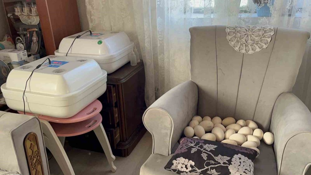 Bahar Gecikti, Kazlar Geç Kuluçkaya Yattı.. Köylerde Heyecan Arttı!