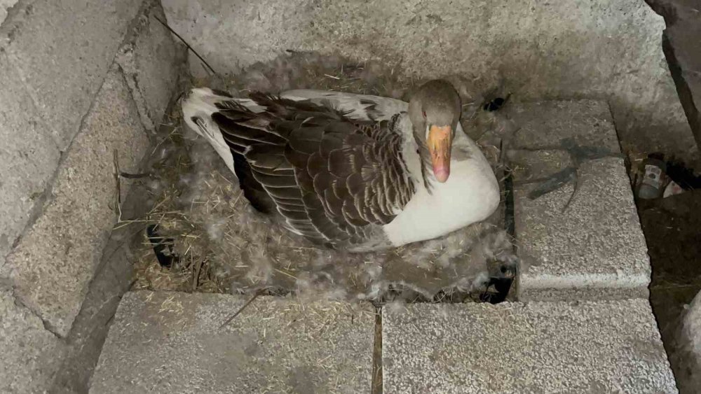 Bahar Gecikti, Kazlar Geç Kuluçkaya Yattı.. Köylerde Heyecan Arttı!