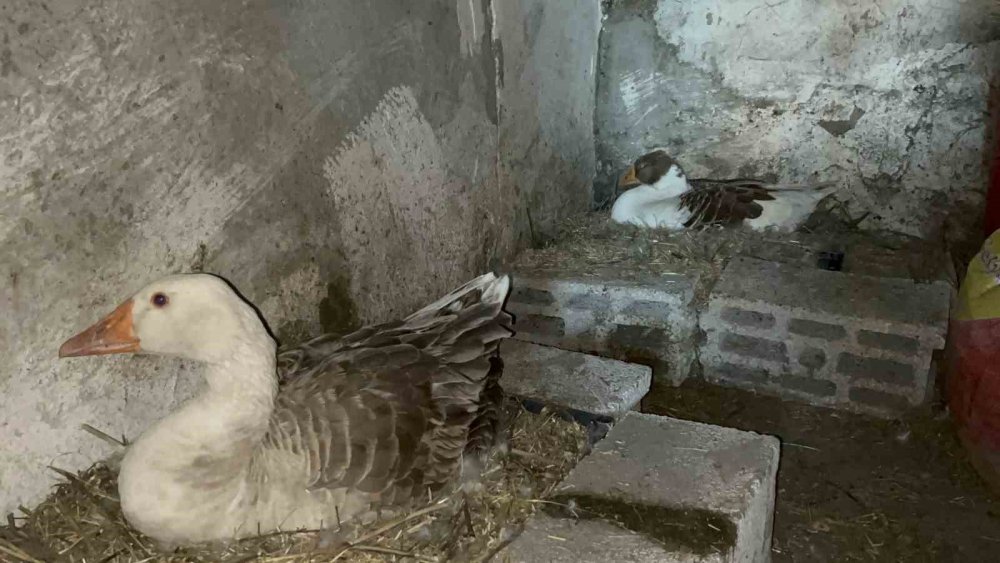 Bahar Gecikti, Kazlar Geç Kuluçkaya Yattı.. Köylerde Heyecan Arttı!