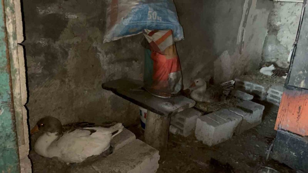 Bahar Gecikti, Kazlar Geç Kuluçkaya Yattı.. Köylerde Heyecan Arttı!