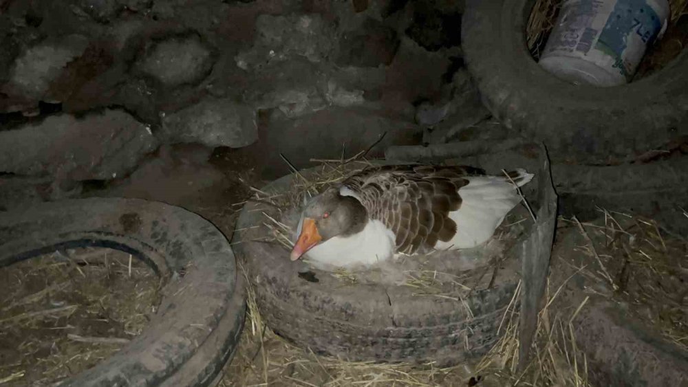 Bahar Gecikti, Kazlar Geç Kuluçkaya Yattı.. Köylerde Heyecan Arttı!