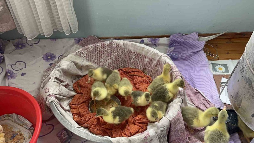 Bahar Gecikti, Kazlar Geç Kuluçkaya Yattı.. Köylerde Heyecan Arttı!