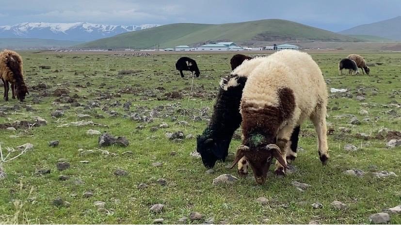 Ağrı’da Küçükbaş Hayvanlar Meralara Çıkarıldı