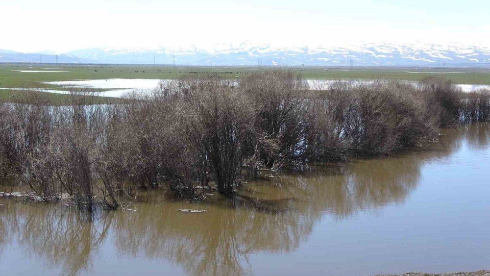 Ardahan’da Kura Nehri’nin Debisi Yükseldi