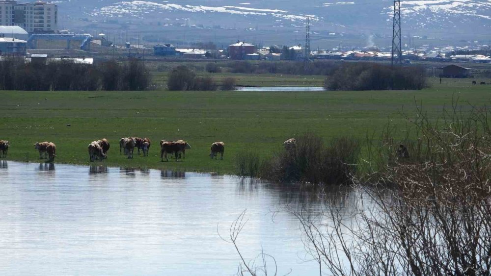 Ardahan’da Kura Nehri’nin Debisi Yükseldi