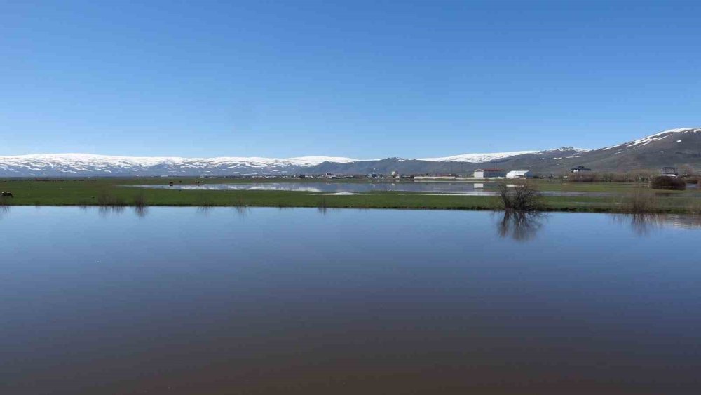 Ardahan’da Kura Nehri’nin Debisi Yükseldi