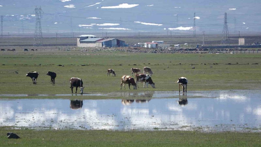 Ardahan’da Kura Nehri’nin Debisi Yükseldi