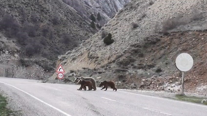 Tunceli’de Anne Ayı ve Yavruları Görüntülendi