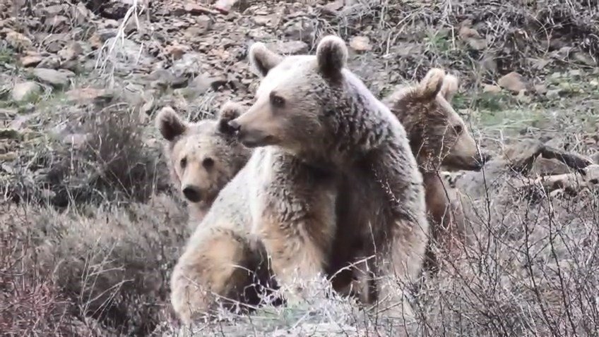 Tunceli’de Anne Ayı ve Yavruları Görüntülendi
