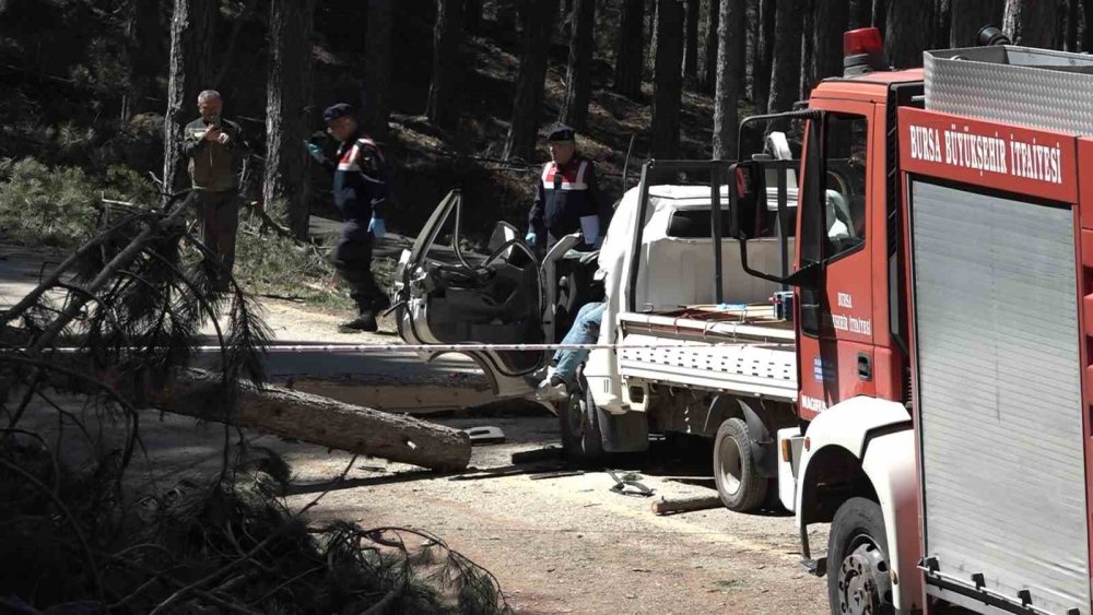 Uludağ’da İnanılmaz Olay: Kesilen Ağaç Kamyonetin Üzerine Devrildi