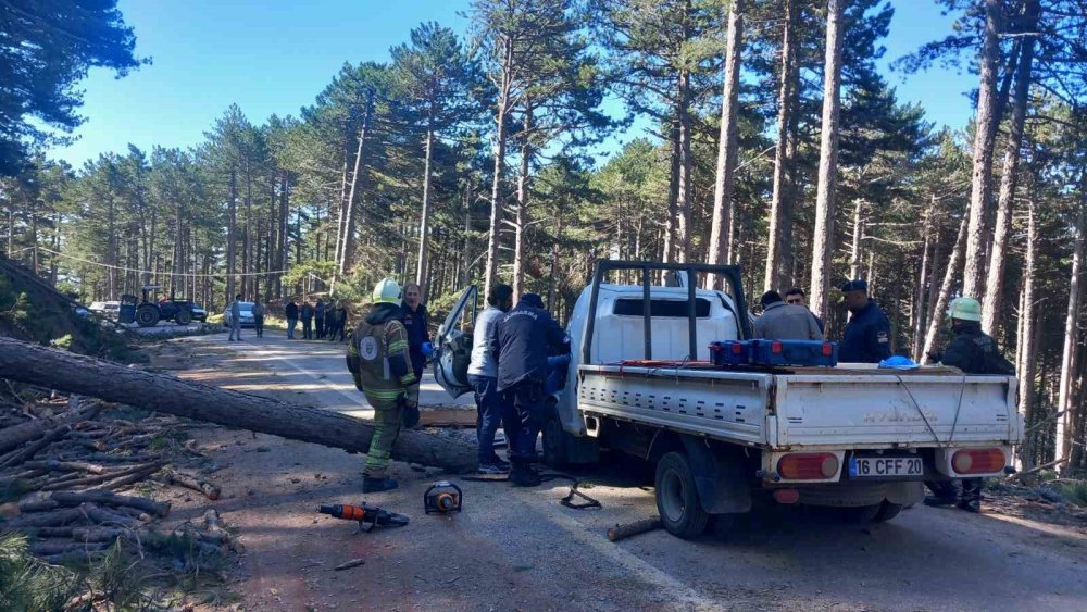 Uludağ’da İnanılmaz Olay: Kesilen Ağaç Kamyonetin Üzerine Devrildi