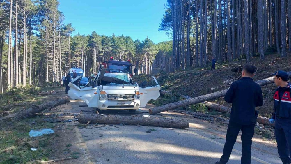 Uludağ’da İnanılmaz Olay: Kesilen Ağaç Kamyonetin Üzerine Devrildi